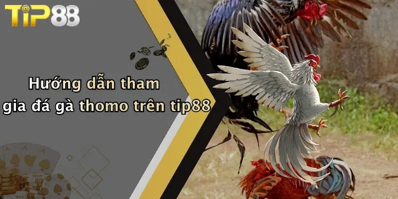 Hướng dẫn tham gia đá gà thomo trên tip88