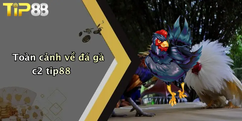 Toàn cảnh về đá gà c2 tip88